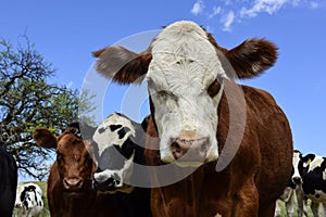 Steers fed on pasture,