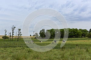 Steers fed on pasture,