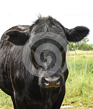 Steers fed on pasture