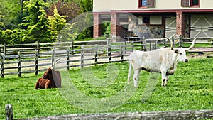 Steers in field
