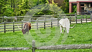 Steers in field photo