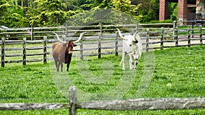 Steers in field photo