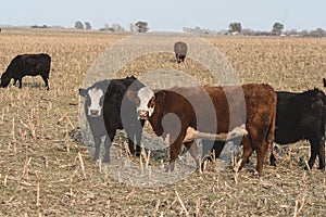 Steers grazing