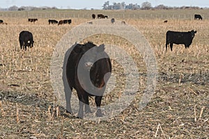 Steers grazing