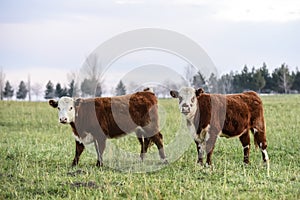 Steers grazing