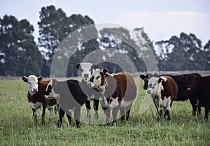 Steers grazing