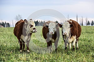 Steers grazing