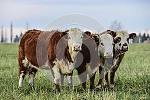 Steers grazing