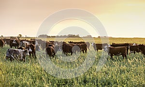 Steers and heifers raised with natural grass, photo