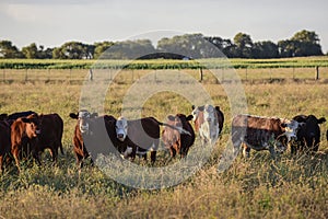 Steers and heifers raised with natural grass,