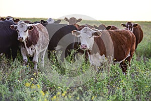 Steers and heifers raised with natural grass,