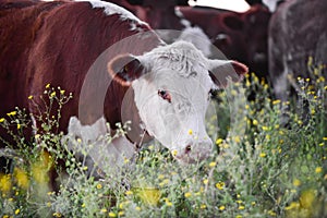 Steers and heifers raised with natural grass,