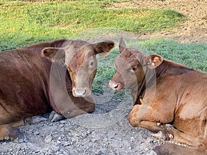 Steers laying in the corral, beef cattle calves resting closeup
