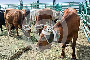 Steers ready for a rodeo event photo