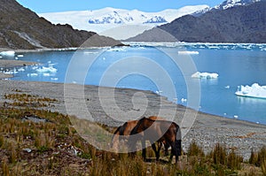 Steffen glacier in Campo de Hielo Sur Southern Patagonian Ice Field, Chilean Patagonia