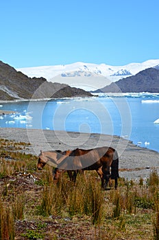 Steffen glacier in Campo de Hielo Sur Southern Patagonian Ice Field, Chilean Patagonia photo