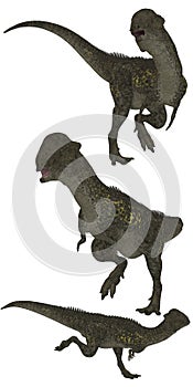 Stegoceras
