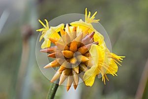 Stegolepis Guianensis Flower at Tepuy Roraim photo