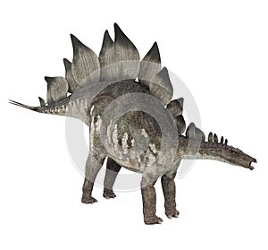 Stegosaurus Dinosaur Isolated