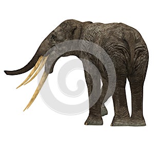 Stegotetrabelodon Elephant Tail
