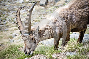 Steinbock