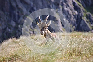 Steinbock alpine ibex resting on the grass in the Orobie Alps, Bergamo province, Italy