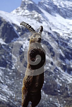 Steinbock on Gran Paradiso