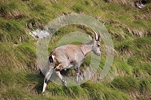 Steinbock in the Orobie Alps, Bergamo province, Italy