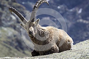 Steinbock sitting