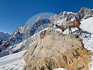 Steinbock at the snowshoe Camp at Pavillon Mountain station along the Skyway Monte Bianco at Courmayeur town, Italy photo