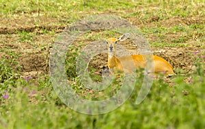 Steinbok Laying in the Grass photo