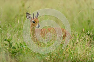 Steinbok in the wilderness