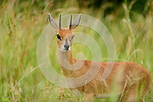 Steinbok in the wilderness