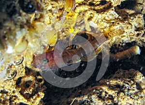 Steinitz\'s goby - Gammogobius steinitzi (Perciformes, Gobiidae), rare species of goby from Crimea, Tarkhankut photo