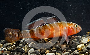 Steinitz\'s goby - Gammogobius steinitzi (Perciformes, Gobiidae), rare species of goby from Crimea, Black Sea photo