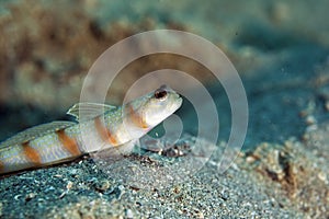 Steinitz' shrimpgoby