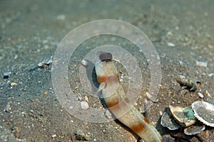 Steinitz' shrimpgoby