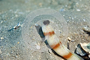 Steinitz' shrimpgoby