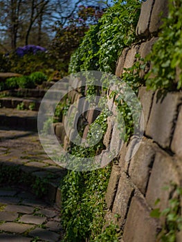 Steinmauer mit Moss photo