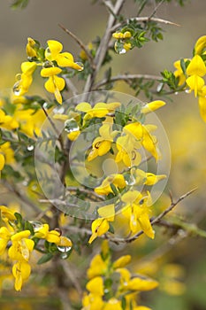 Stekelbrem, Petty Whin, Genista anglica