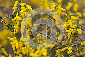 Stekelbrem, Petty Whin, Genista anglica