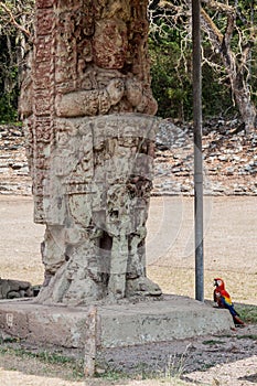 Stela at the archaeological site Copan, Honduras. Scarlet macaw Ara macao sits nearb