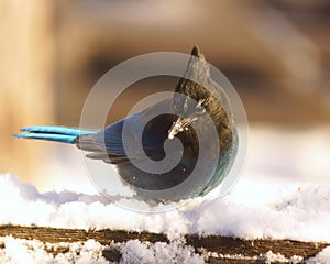 Stelar`s Jay in Snow