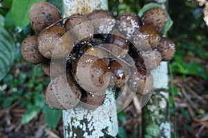 Stelechocarpus burahol (kepel, burahol, kepel fruit, kepel apple)