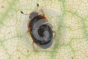 Stelidota geminata, the strawberry sap beetle in the family Nitidulidae. Native to the Americas and introduced to Europe. photo