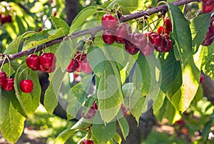 Stella cherry tree with ripe cherries hanging on branch growing in organic cherry orchard