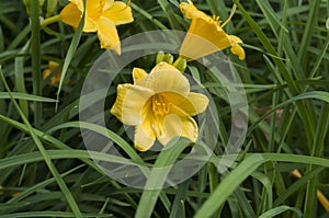 Stella D`oro Day Lily