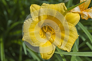 Stella D`oro Day Lily