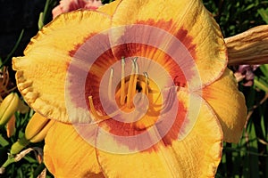 Stella de Oro Daylily, Closeup