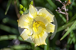 Stella de oro reblooming daylily